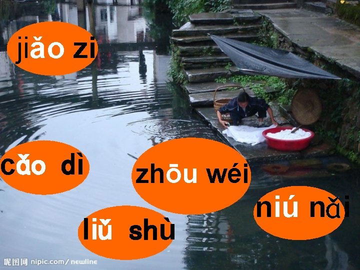 jiǎo zi cǎo dì zhōu wéi liǔ shù niú n i 