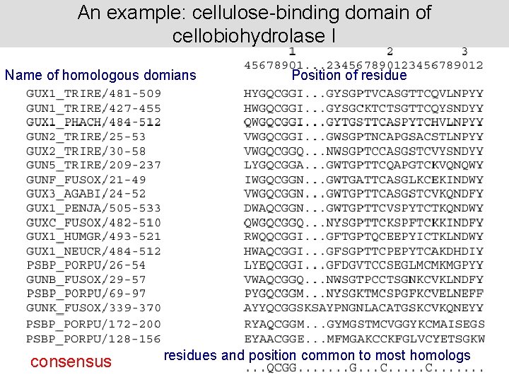 An example: cellulose-binding domain of cellobiohydrolase I Name of homologous domians consensus Position of