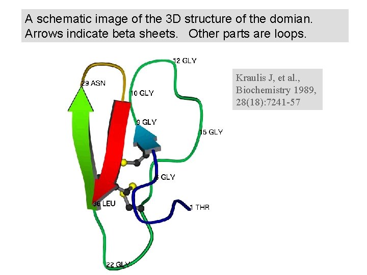 A schematic image of the 3 D structure of the domian. Arrows indicate beta