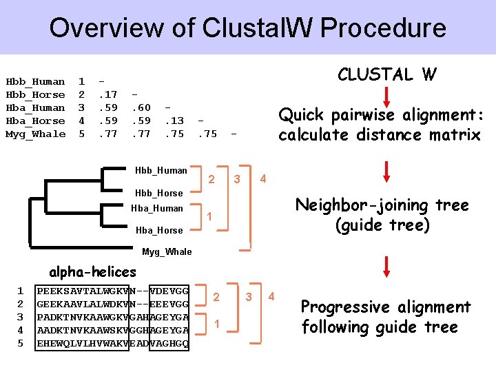 Overview of Clustal. W Procedure Hbb_Human Hbb_Horse Hba_Human Hba_Horse Myg_Whale 1 2 3 4