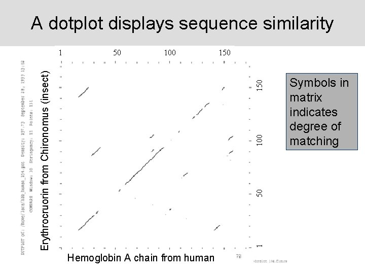 A dotplot displays sequence similarity 50 100 150 100 150 Erythrocruorin from Chironomus (insect)