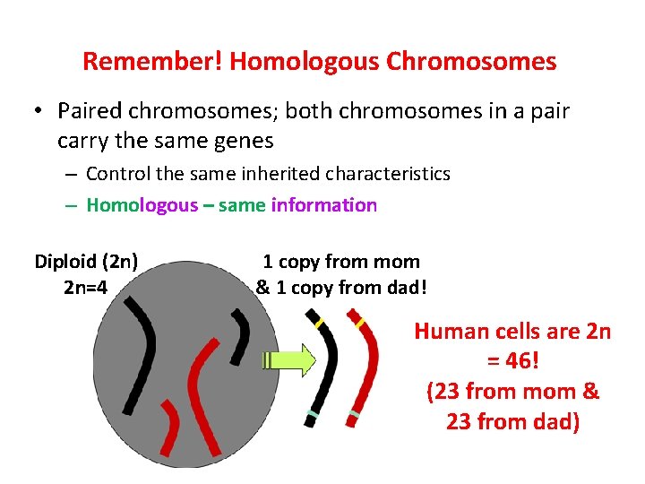 Remember! Homologous Chromosomes • Paired chromosomes; both chromosomes in a pair carry the same