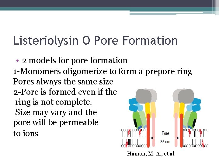 Listeriolysin O Pore Formation • 2 models for pore formation 1 -Monomers oligomerize to