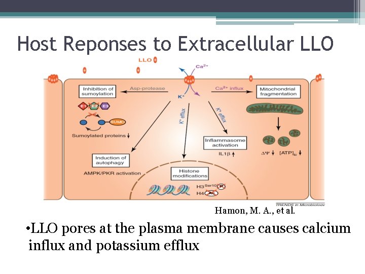 Host Reponses to Extracellular LLO Hamon, M. A. , et al. • LLO pores
