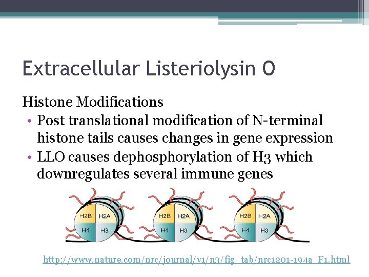Extracellular Listeriolysin O Histone Modifications • Post translational modification of N-terminal histone tails causes