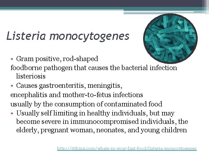 Listeria monocytogenes • Gram positive, rod-shaped foodborne pathogen that causes the bacterial infection listeriosis