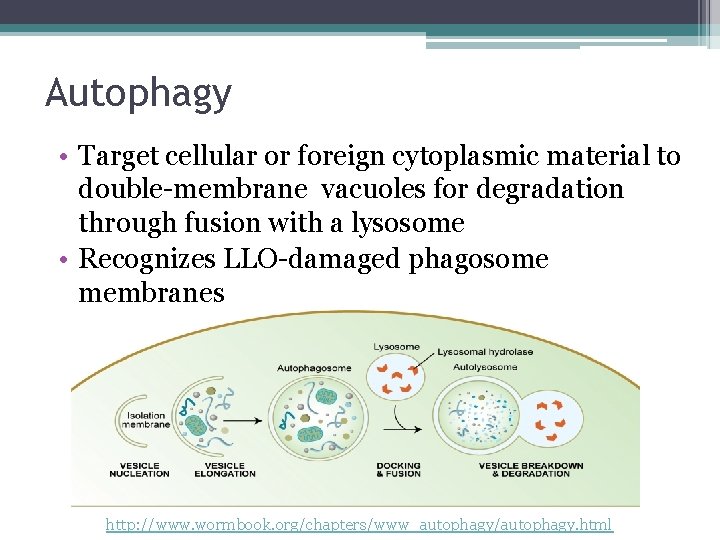 Autophagy • Target cellular or foreign cytoplasmic material to double-membrane vacuoles for degradation through