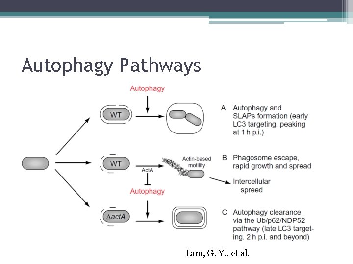 Autophagy Pathways Lam, G. Y. , et al. 