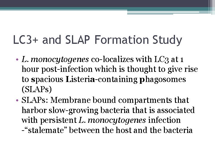 LC 3+ and SLAP Formation Study • L. monocytogenes co-localizes with LC 3 at