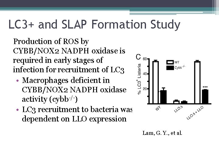 LC 3+ and SLAP Formation Study Production of ROS by CYBB/NOX 2 NADPH oxidase