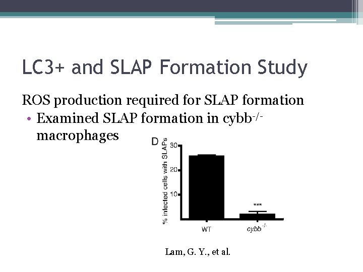 LC 3+ and SLAP Formation Study ROS production required for SLAP formation • Examined