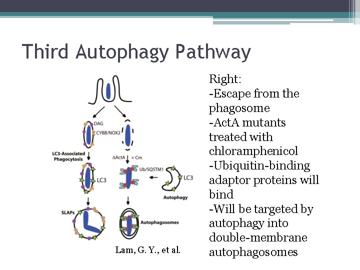 Third Autophagy Pathway Lam, G. Y. , et al. Right: -Escape from the phagosome