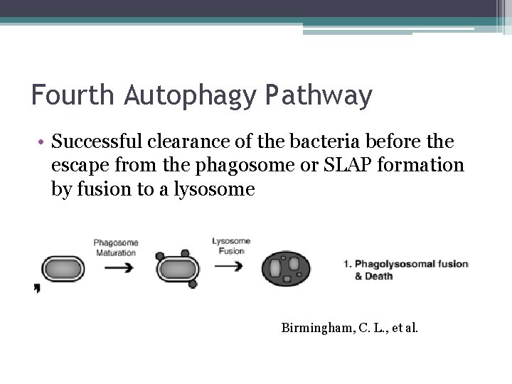 Fourth Autophagy Pathway • Successful clearance of the bacteria before the escape from the