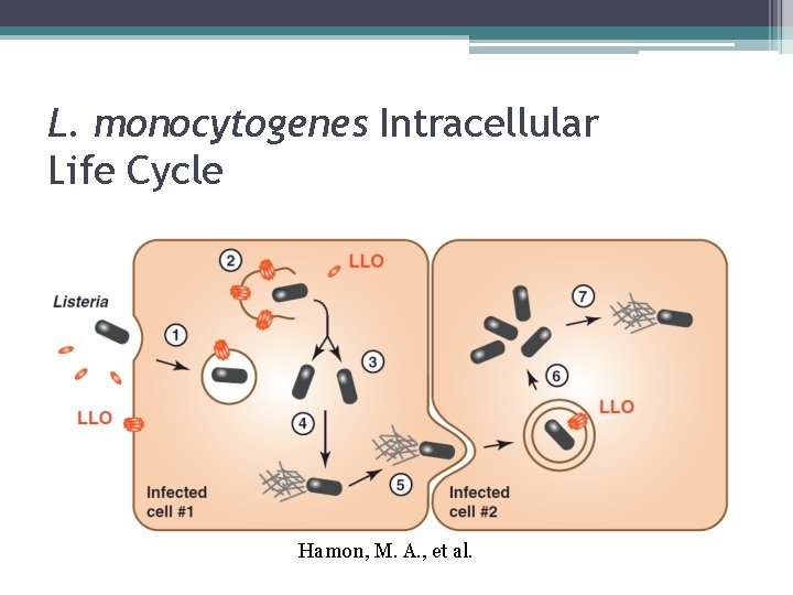L. monocytogenes Intracellular Life Cycle Hamon, M. A. , et al. 