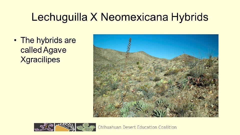 Chihuahuan Desert Education Coalition 