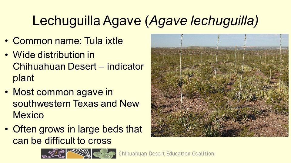 Chihuahuan Desert Education Coalition 