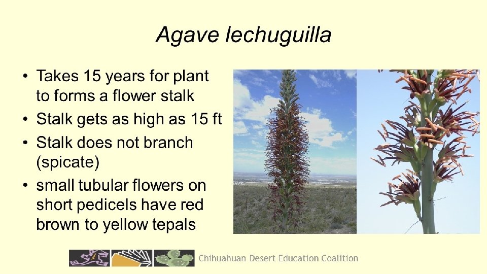 Chihuahuan Desert Education Coalition 