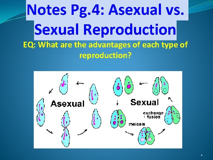 Notes Pg. 4: Asexual vs. Sexual Reproduction EQ: What are the advantages of each