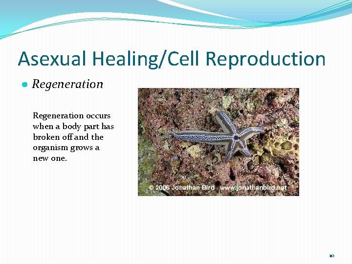 Asexual Healing/Cell Reproduction ● Regeneration occurs when a body part has broken off and