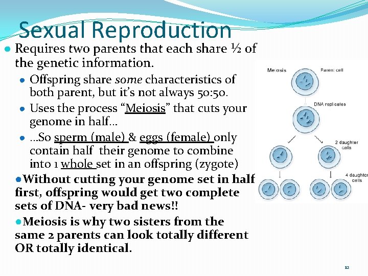 Sexual Reproduction ● Requires two parents that each share ½ of the genetic information.