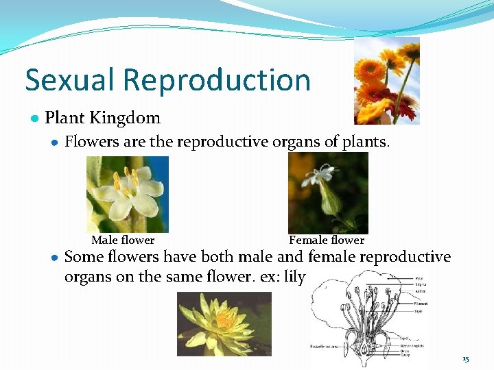 Sexual Reproduction ● Plant Kingdom ● Flowers are the reproductive organs of plants. Male