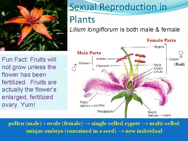 Sexual Reproduction in Plants Lilium longiflorum is both male & female Female Parts Male