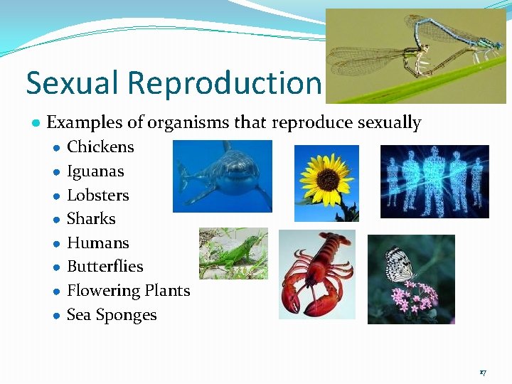 Sexual Reproduction ● Examples of organisms that reproduce sexually ● Chickens ● Iguanas ●