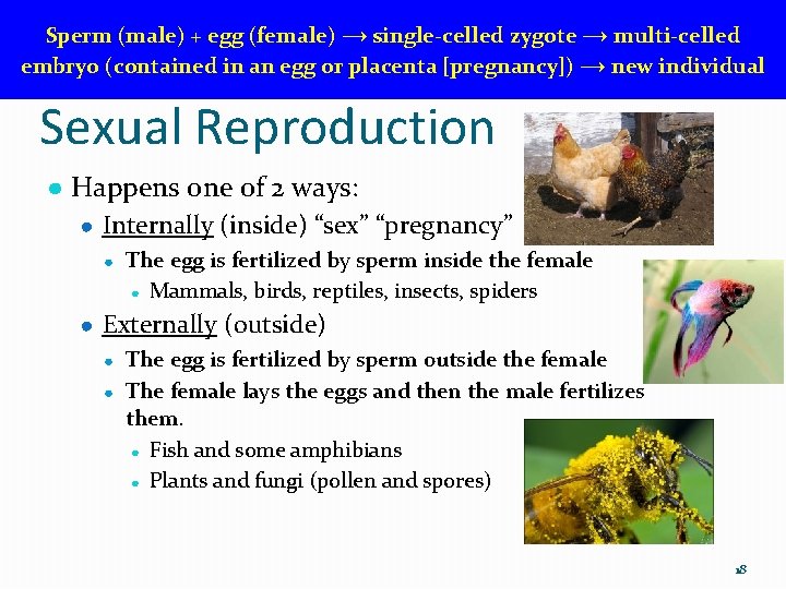 Sperm (male) + egg (female) → single-celled zygote → multi-celled embryo (contained in an
