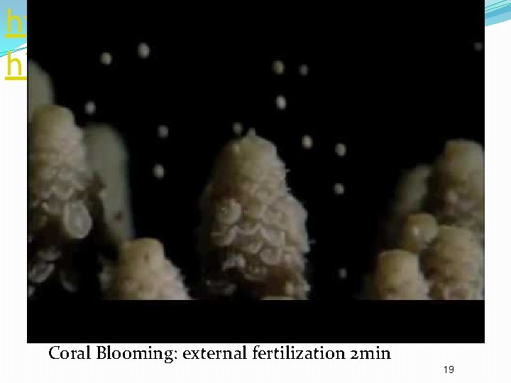 https: //www. youtube. com/watc h? v=wsa. Z 8 -I 7 akg Coral Blooming: external