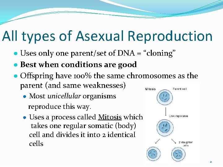 All types of Asexual Reproduction ● Uses only one parent/set of DNA = “cloning”