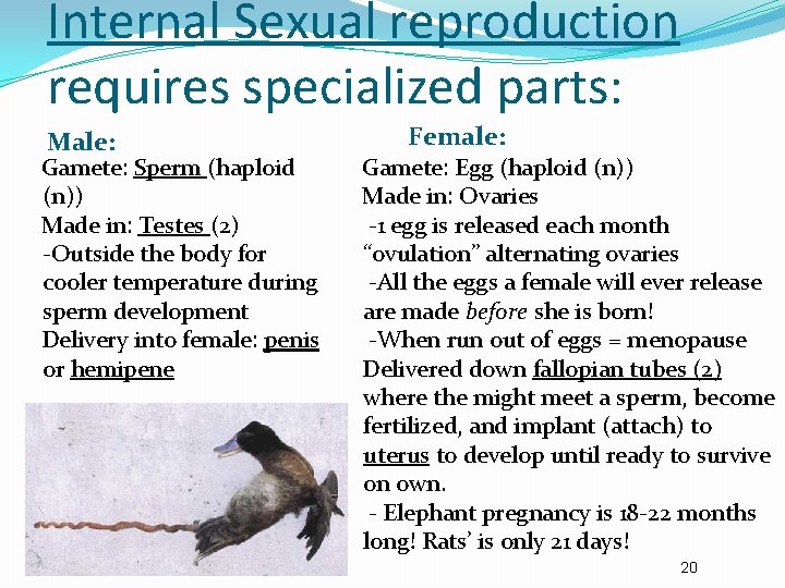 Internal Sexual reproduction requires specialized parts: Male: Gamete: Sperm (haploid (n)) Made in: Testes