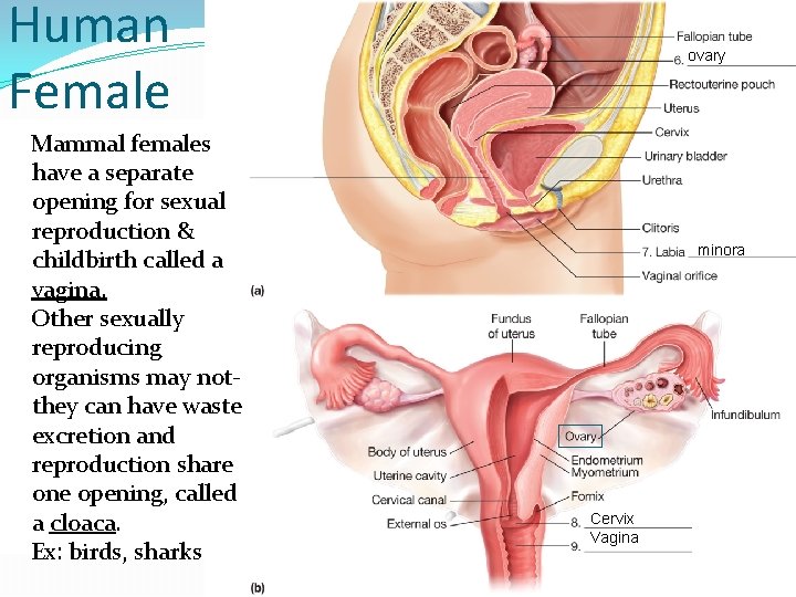 Human Female Mammal females have a separate opening for sexual reproduction & childbirth called