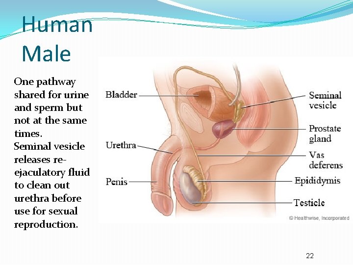 Human Male One pathway shared for urine and sperm but not at the same