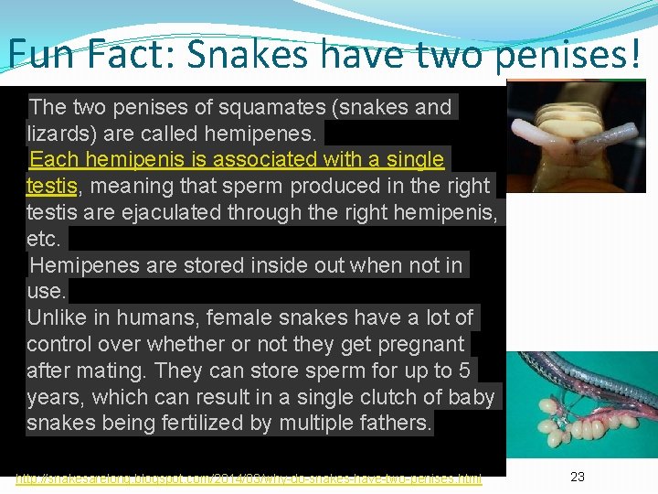 Fun Fact: Snakes have two penises! The two penises of squamates (snakes and lizards)