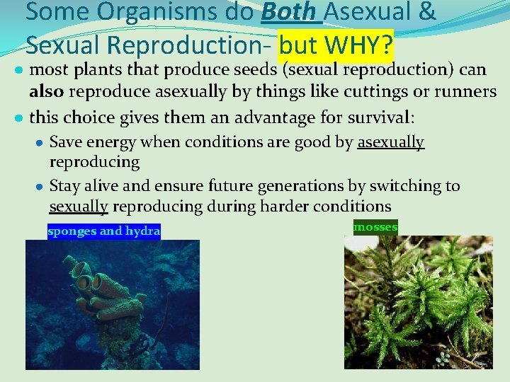 Some Organisms do Both Asexual & Sexual Reproduction- but WHY? ● most plants that