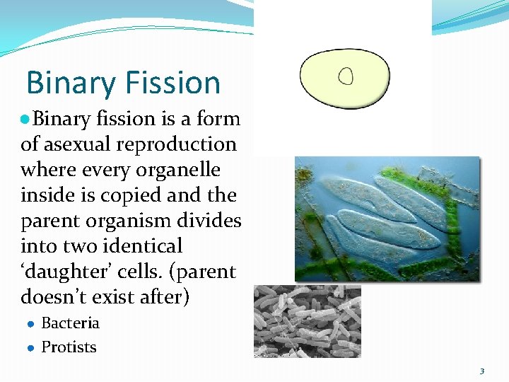 Binary Fission ●Binary fission is a form of asexual reproduction where every organelle inside