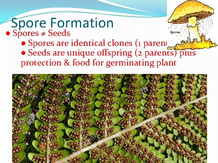 Spore Formation ● Spores ≠ Seeds ● Spores are identical clones (1 parent) ●
