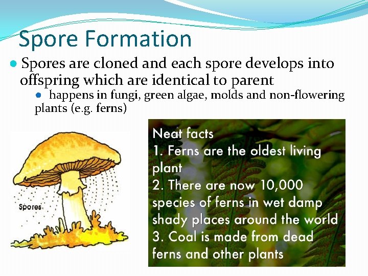 Spore Formation ● Spores are cloned and each spore develops into offspring which are