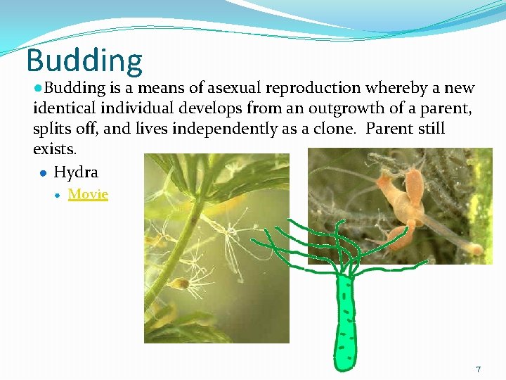 Budding ●Budding is a means of asexual reproduction whereby a new identical individual develops