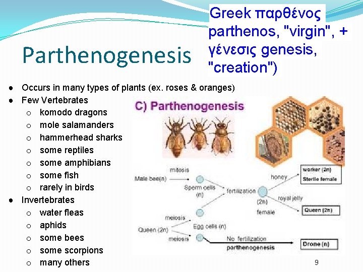 Parthenogenesis Greek παρθένος parthenos, "virgin", + γένεσις genesis, "creation") ● Occurs in many types