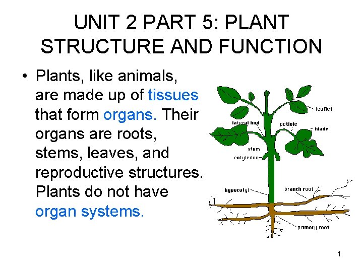UNIT 2 PART 5: PLANT STRUCTURE AND FUNCTION • Plants, like animals, are made UNIT 2 PART 5: PLANT STRUCTURE AND FUNCTION • Plants, like animals, are made