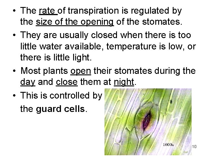 • The rate of transpiration is regulated by the size of the opening • The rate of transpiration is regulated by the size of the opening