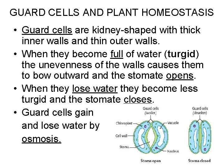 GUARD CELLS AND PLANT HOMEOSTASIS • Guard cells are kidney-shaped with thick inner walls GUARD CELLS AND PLANT HOMEOSTASIS • Guard cells are kidney-shaped with thick inner walls