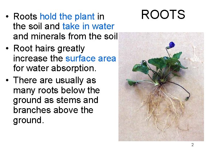 • Roots hold the plant in the soil and take in water and • Roots hold the plant in the soil and take in water and
