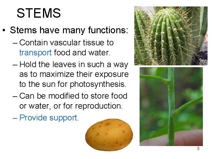 STEMS • Stems have many functions: – Contain vascular tissue to transport food and STEMS • Stems have many functions: – Contain vascular tissue to transport food and