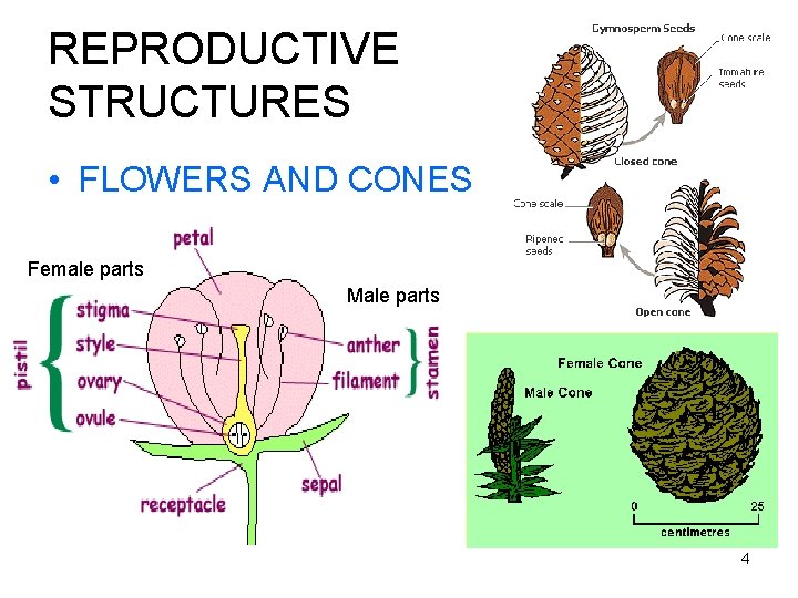 REPRODUCTIVE STRUCTURES • FLOWERS AND CONES Female parts Male parts 4 REPRODUCTIVE STRUCTURES • FLOWERS AND CONES Female parts Male parts 4