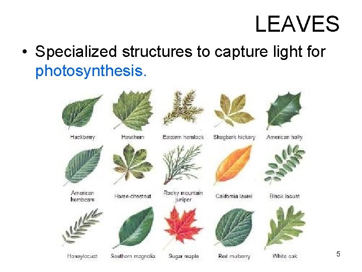LEAVES • Specialized structures to capture light for photosynthesis. 5 LEAVES • Specialized structures to capture light for photosynthesis. 5