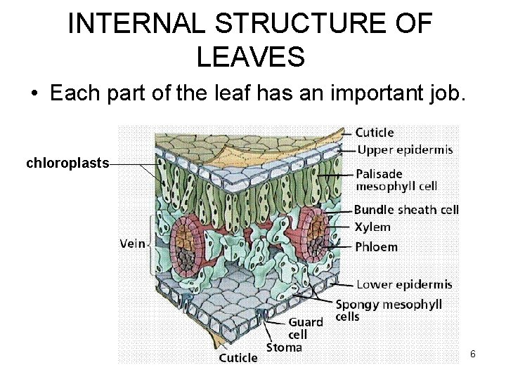 INTERNAL STRUCTURE OF LEAVES • Each part of the leaf has an important job. INTERNAL STRUCTURE OF LEAVES • Each part of the leaf has an important job.