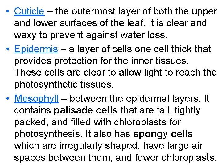 • Cuticle – the outermost layer of both the upper and lower surfaces • Cuticle – the outermost layer of both the upper and lower surfaces