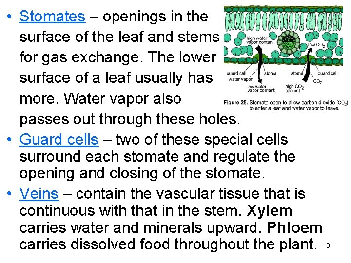 • Stomates – openings in the surface of the leaf and stems for • Stomates – openings in the surface of the leaf and stems for